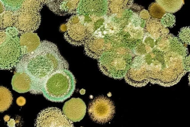 Bleach Is Not An Effective Mold Removal Solution!