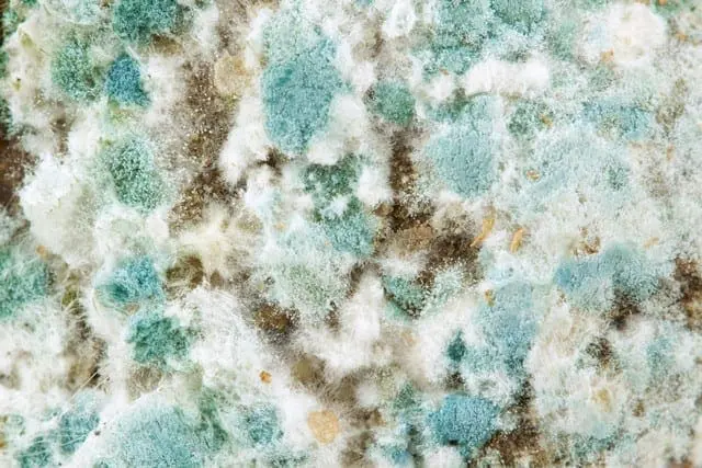Facts About Mold You Need To Understand!