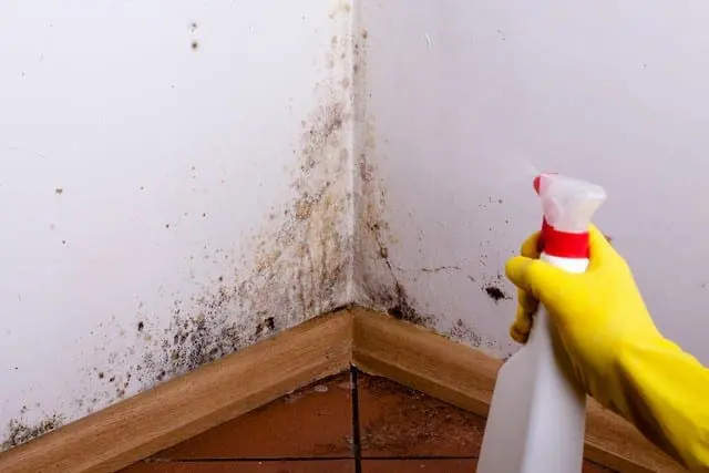 Mold Myths!
