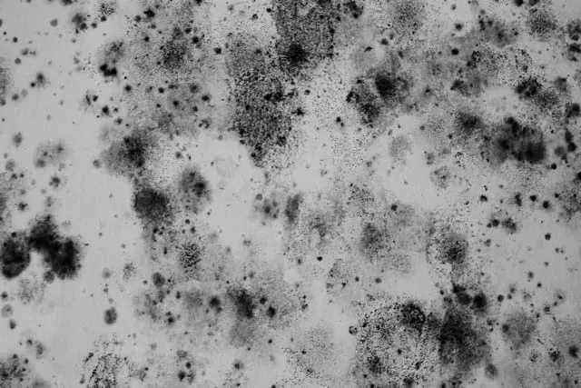 What Is Black Mold?