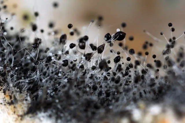 Top 10 Mold Prevention Tips - Flood Response
