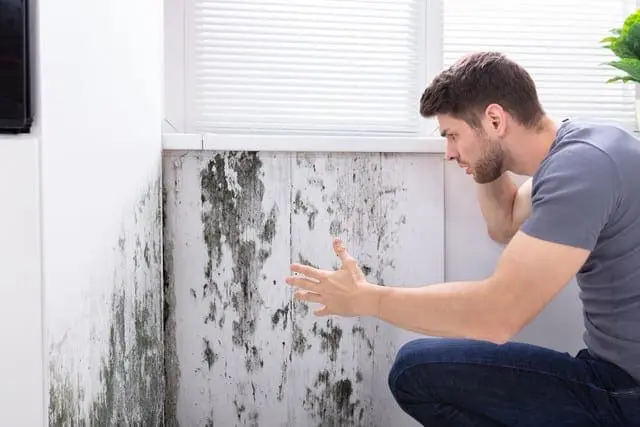 Failing To Fix Mold Will Reduce The Value Of Your Property!