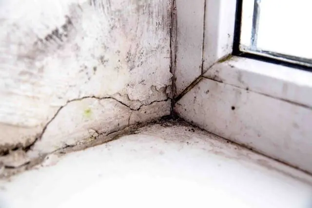 Inspect Your Crawl Space, Storage Room, Attic, and Basement For Mold!