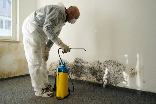 Be Wary Of Companies That Provide Magical Mold Removal Solutions!