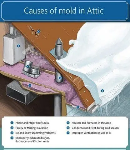 Got Attic Mold Questions?