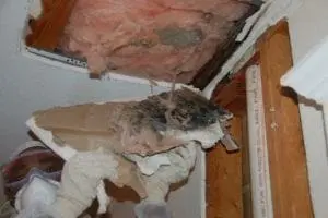 Why Does Mold Grow In Attics? - Attic mold is a common problem. This article lists and explains the top 4 reasons why mold grows in attics and how it can be prevented. If you live in Palm Springs and other surrounding areas and suspect that mold is growing in your attic, call Flood Response, (760) 343-3933!