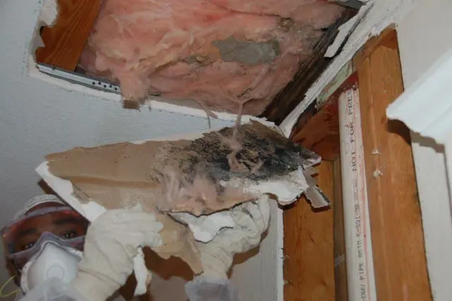 Why Does Mold Grow In Attics? - Flood Response