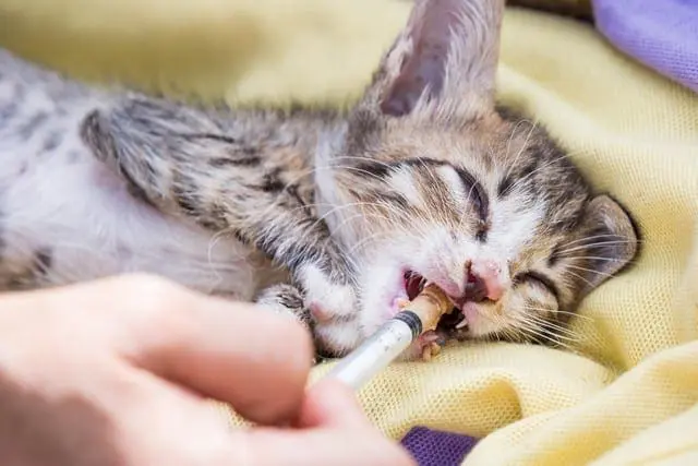 Can Mold Affect Pets? - Flood Response