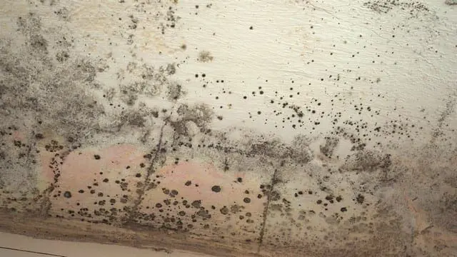 Preventing Mold After A Flood!