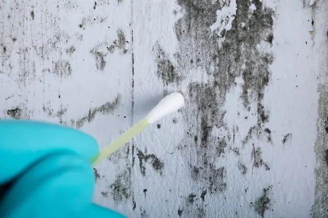 8 Mold Prevention Tips After Flood!