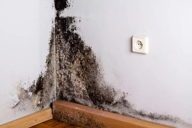 Got Water Damage or Mold Questions?