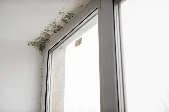 Factors That Determine Mold Removal Cost!