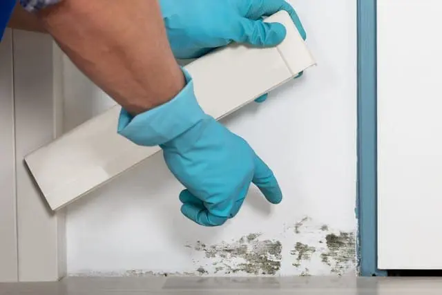 Is There Mold Hidden In Your Home