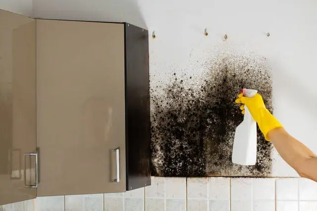 DO NOT Take These 5 Actions If You Find Mold!