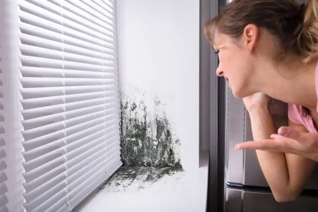Can Pet Urine Cause Mold? - Flood Response