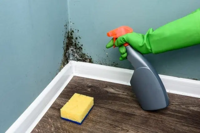 Mold Cleanup Is Not A DIY Job!