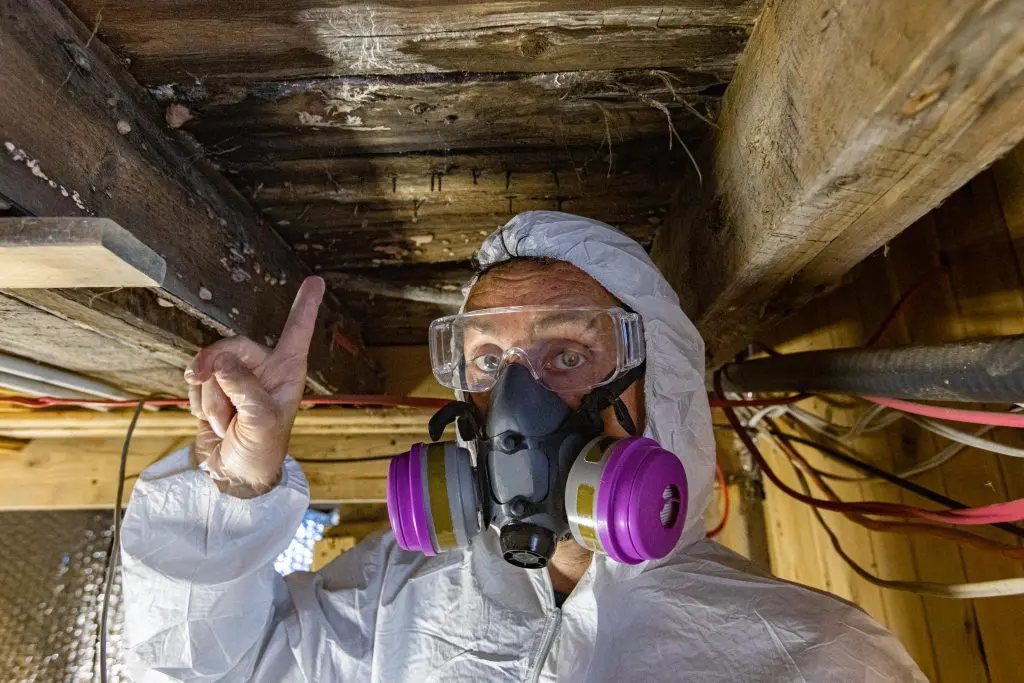 Mold After Water Damage in Southern California: How Fast It Grows & What to Do - Flood Response