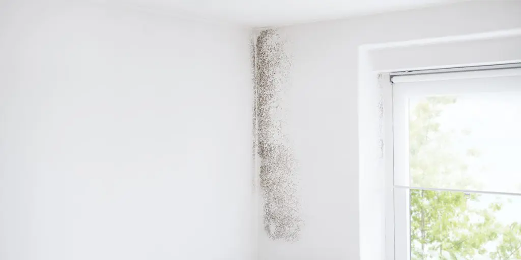 When Does Mold Become a Problem? - Flood Response