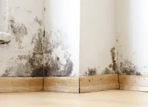 mold on walls