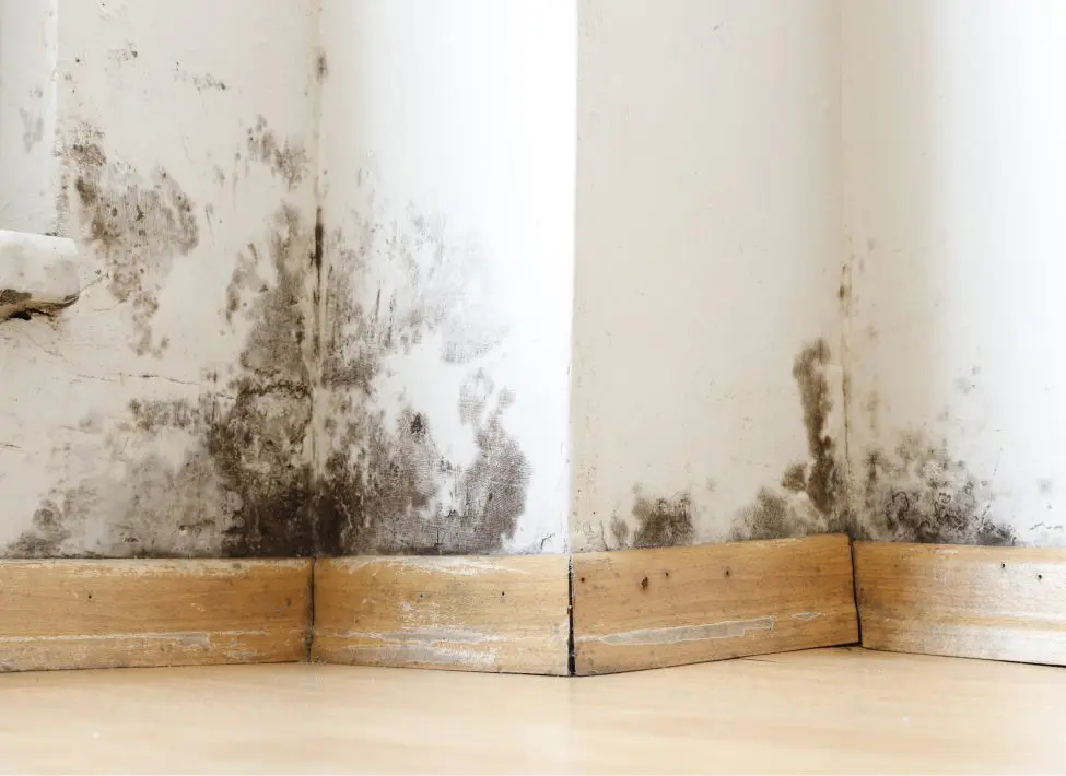 mold on walls