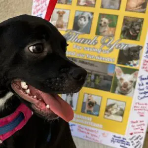Black dog in front of Animal Samaritans post