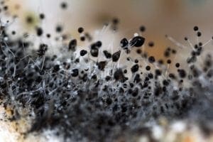 Top 10 Mold Prevention Tips - To prevent mold from growing in your home or business, this article explains why mold grows and what can be done to prevent it. All 10 tips are important, though you may want to pay particular attention to recommendations 2, 4, 8, and 10. For all your mold removal needs, call (760) 343-3933.
