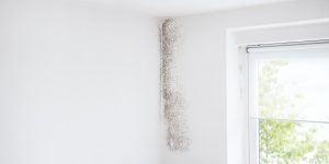 Mold growing on an interior wall.