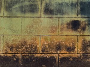 green and black mold on a wall in need of mold remediation